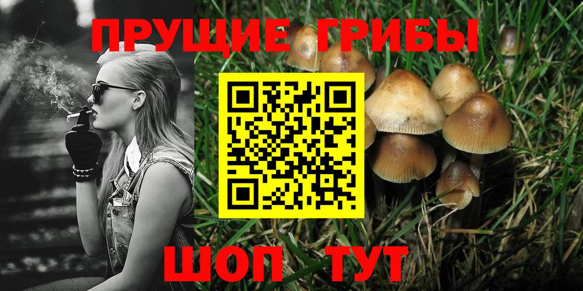 Ленинск-Кузнецкий  Галлюциногенные грибы Psilocybine cubensis  Вход с VPN 